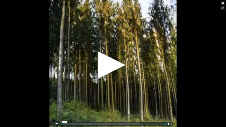 Ein Screenshot aus einer Videoaufnahme. Zu sehen ist ein dichter Wald aus hohen, schmalen Bäumen. Außerdem sieht man die Steuerelemente des Videos und ein großes Abspiel-Symbol.