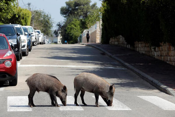 Zwei Wildschweine laufen mitten in einer Stadt über einen Zebrastreifen.