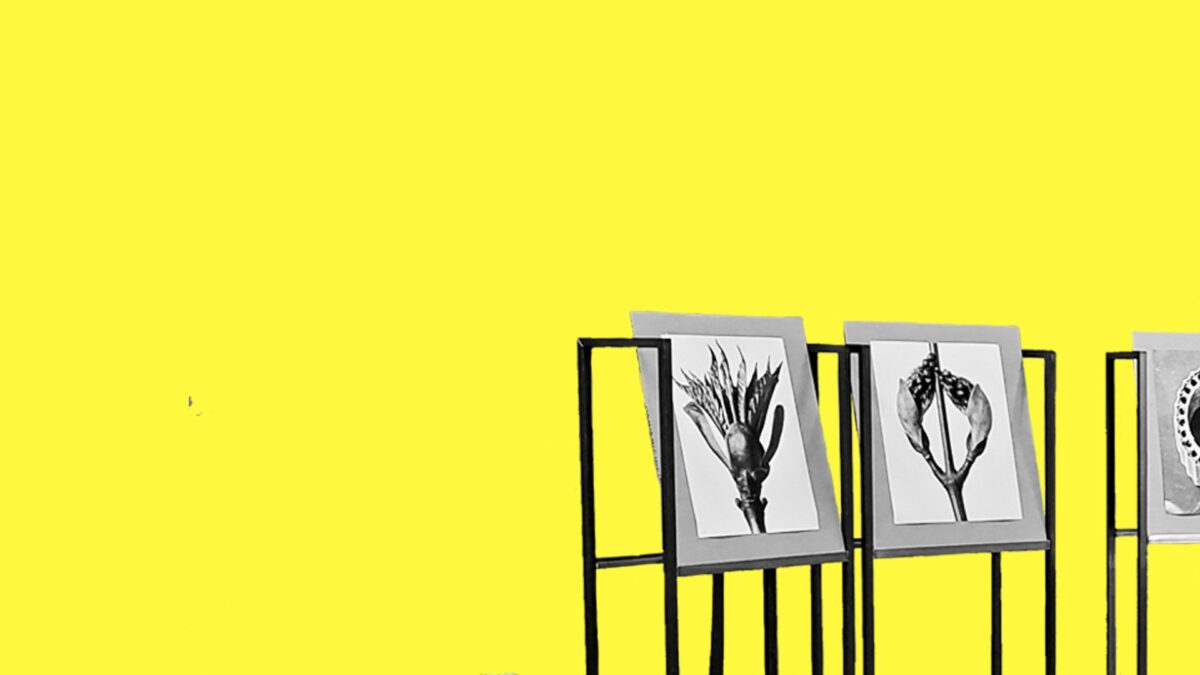 Mimesis or Ecology? Alexandra Masgras and Linn Burchert on Bauhaus Ecologies at the Bauhaus Museum Dessau