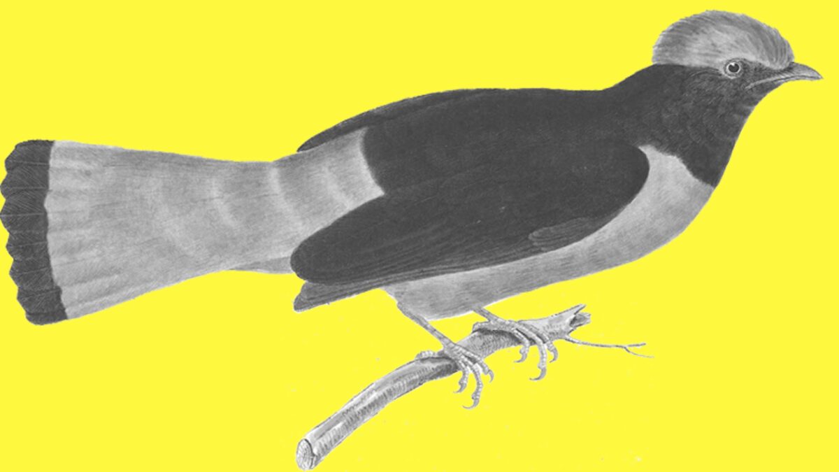 Travelling Back: Eine erneute Betrachtung der (Wissens-)Transfers zwischen München und Brasilien im 19. Jh.